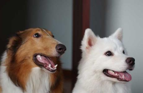 狗审狐狸